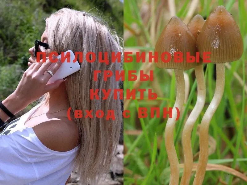 Псилоцибиновые грибы Psilocybe  ссылка на мегу ссылка  Верхний Уфалей 